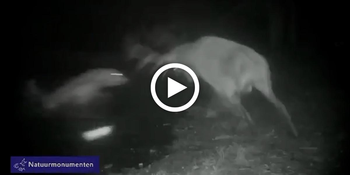 Förster wechselt Speicherkarte seiner Wildkamera und entdeckt atemberaubende Szene