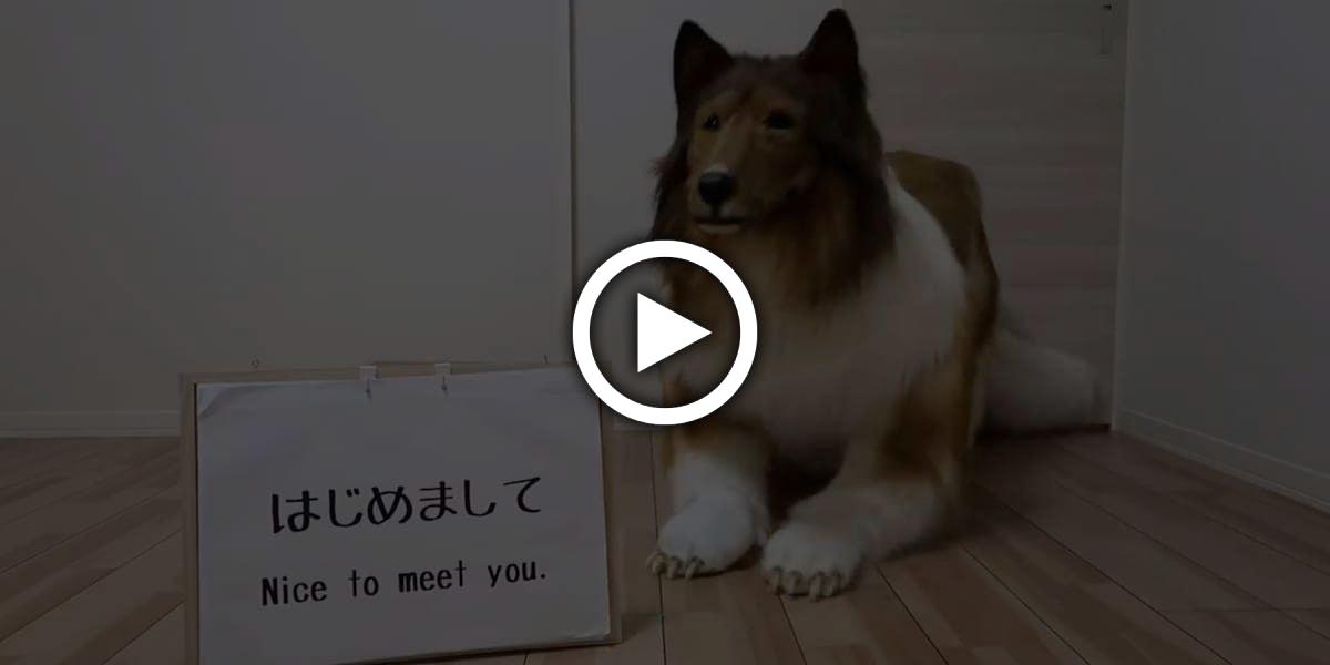 Japaner erfüllt sich Lebenstraum - jetzt ist er ein Hund