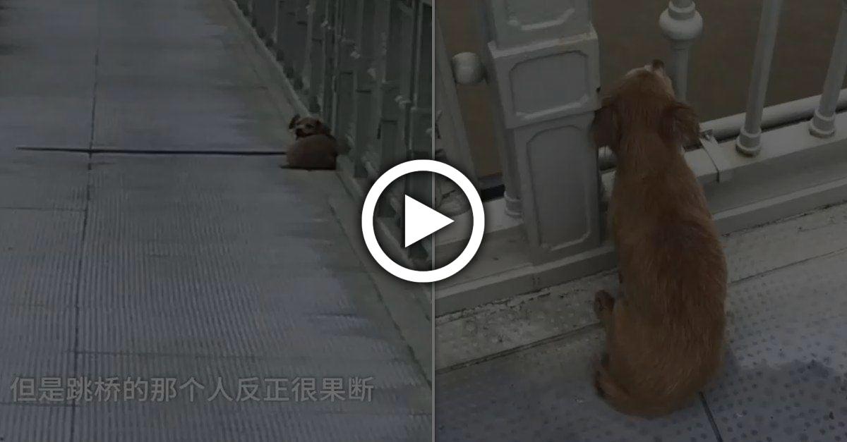 Hund wartete vier Tage auf Brücke, nachdem sein Besitzer in den Fluss gesprungen war