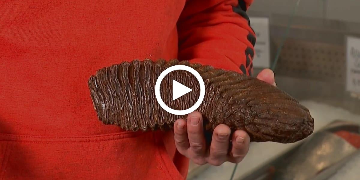 Fischer stellt Funstück auf Ebay - es entpupppt sich als 12.000 Jahre alter Mammutzahn