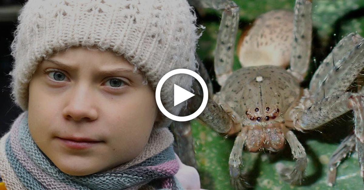 Arachnologe benennt Spinne nach Greta Thunberg und will damit ein Zeichen setzen