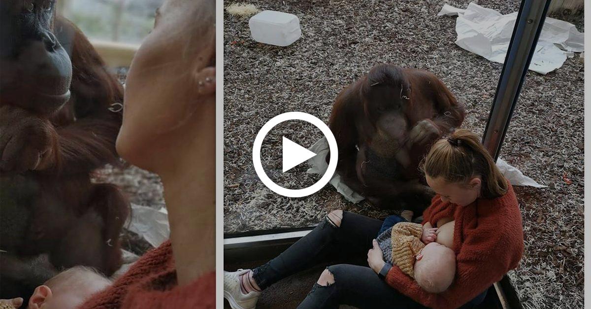 Orang-Utan-Dame beobachtet stillende Mutter im Zoo - dann rührt sie sie zu Tränen
