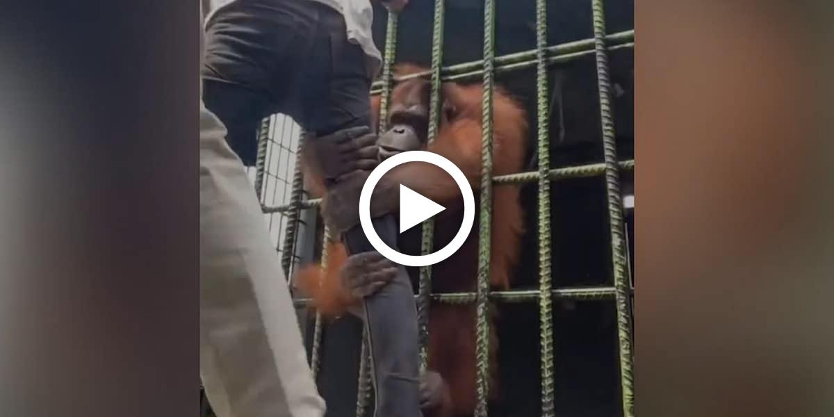 Mann klettert über Zaun und will Orang-Utan ärgern - doch der ließ sich das nicht gefallen – Video